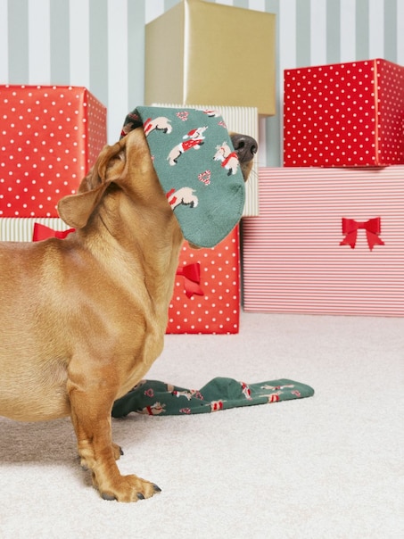 Świąteczne skarpetki z motywem jamników 3-pak