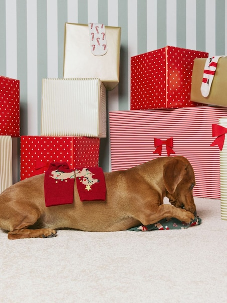 Świąteczne skarpetki z motywem jamników 3-pak